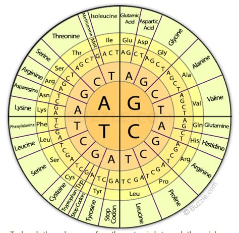 Genetic-Code-Amino-Acid-Codon-Chart.pdf 1 4/8/19 1:15 PM. Second Position First Position Third Position ... Codon Table GENOMIC SEARCH ENGINE C M Y CM MY CY CMY K Genetic-Code-Amino-Acid-Codon-Chart.pdf 2 4/8/19 1:15 PM. Title: Genetic-Code-Amino-Acid-Codon-Chart Created Date: